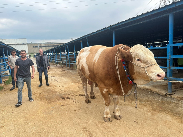Bursa’da 1 ton 200 kiloluk “Bayram” görücüye çıktı - Bursa Hayat - 2