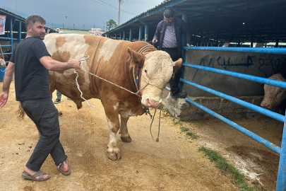 Bursa’da 1 ton 200 kiloluk “Bayram” görücüye çıktı