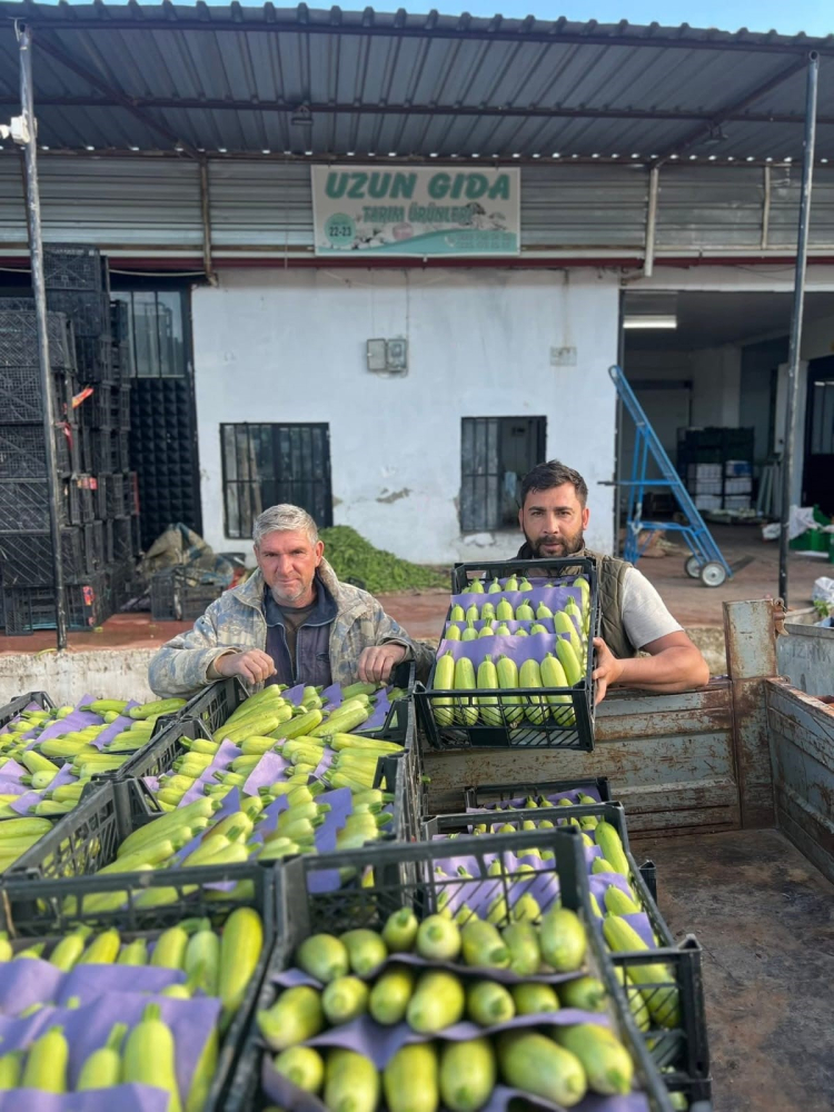 Bursa'da yazın ilk hasadı başladı, fiyatlar memnun etti - Bursa Hayat - 2