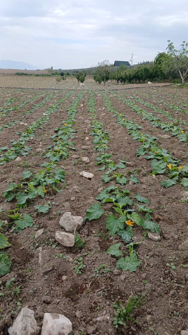 Bursa'da yazın ilk hasadı başladı, fiyatlar memnun etti - Bursa Hayat - 4