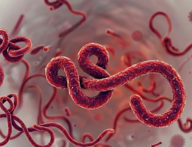 Nadir tür: “Bundibugyo” Ebola