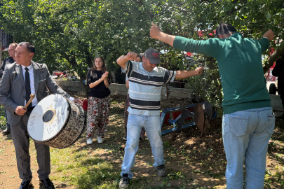 İznikli çiftçilerden davullu zurnalı erik hasadı