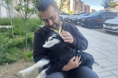 Elazığ’da ‘Zeytin’ mahallenin neşe kaaynağı oldu