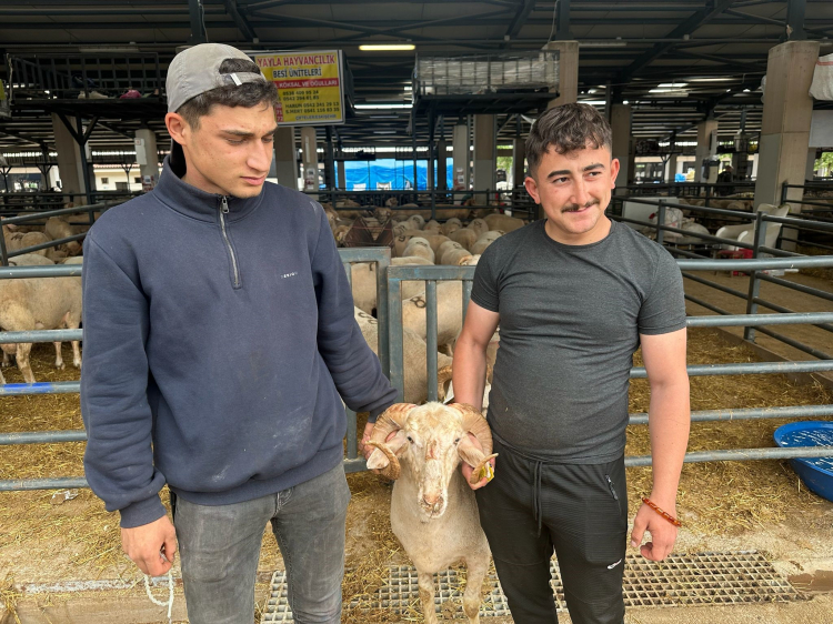 Bursa'da kurban pazarının en çok konuşulan hayvanı görenleri şaşkına çevirdi - Bursa Hayat - 4