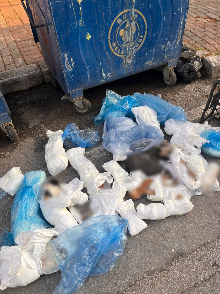 Çöp konteyneri önünde dehşet veren görüntü! - Bursa Hayat - 2