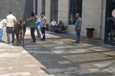 Hayvan pazarından kaçan dana soluğu acil serviste aldı