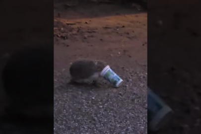 Ayran kutusuna sıkışan kirpinin çaresiz anları kamerada