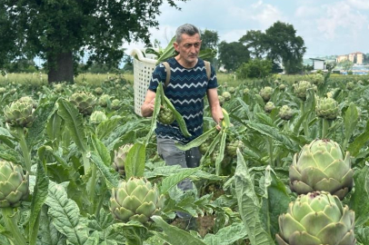 Tescilli Hasanağa enginarında hasat başladı
