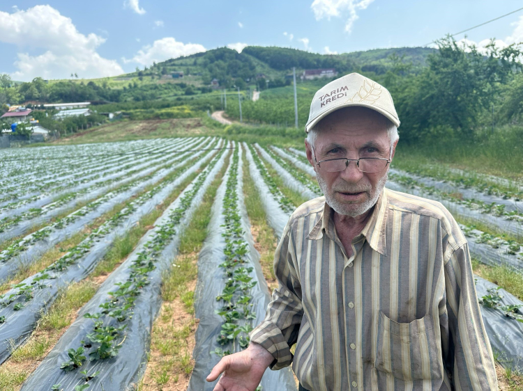 Bir dönümde 275 bin lira: Bursalı üretici isyanda! - Bursa Hayat - 3