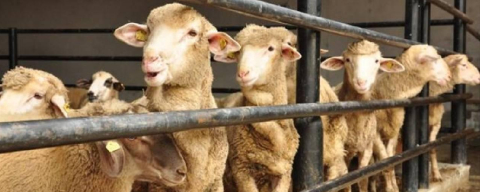 Nilüfer, Osmangazi, Yıldırım… Bursa'da kurban kesim yerleri belli oldu