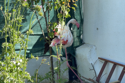Ormanlık alanda kanadı kırık flamingo bulundu