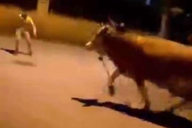 Bursa’da kaçan dana mahallede panik yarattı