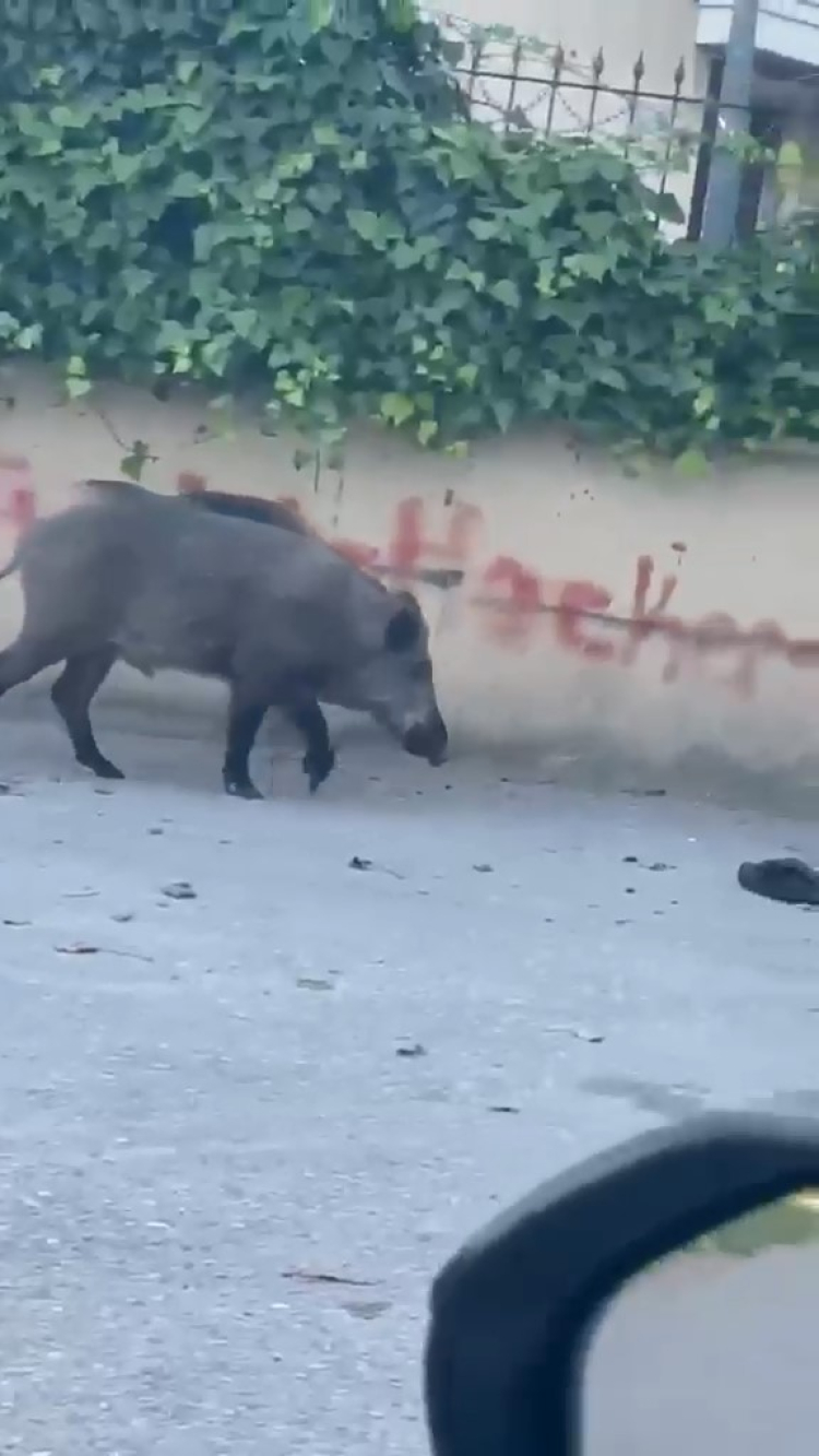Bursa'da domuzlar yerleşim yerine indi - Bursa Hayat - 2