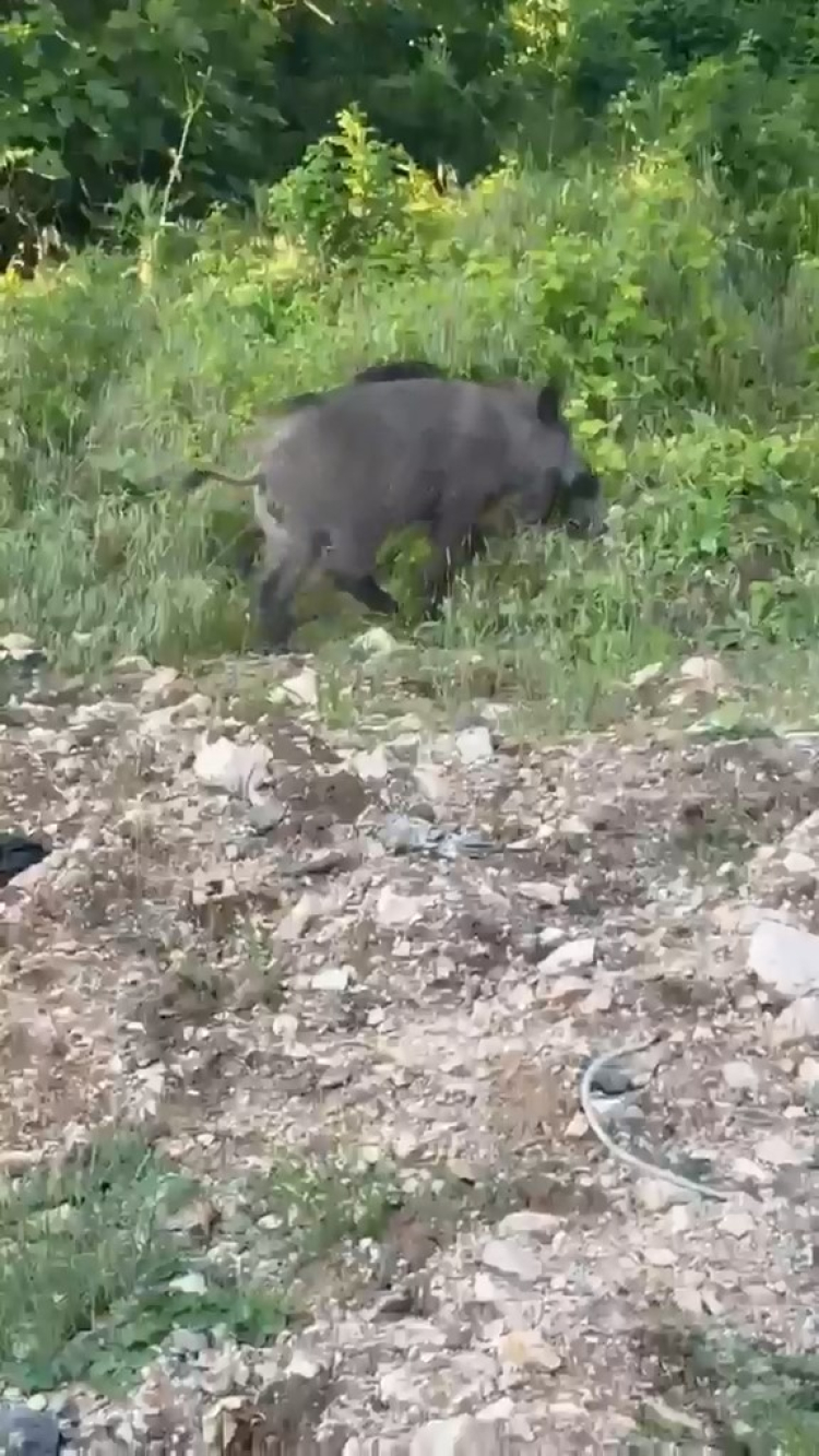 Bursa'da domuzlar yerleşim yerine indi - Bursa Hayat - 3