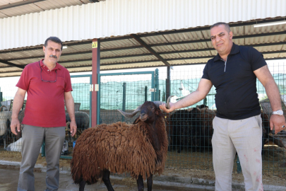 İnegöl Hayvan Pazarı bayramda tam kapasite çalıştı