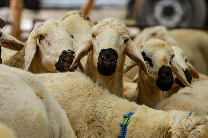 Satılamayan kurbanlıklara ne olacak? Bakan Yumaklı açıkladı