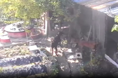 Bursa’da kümese giren sahipsiz köpekler 30 tavuğu telef etti