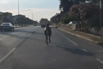Bursa'da başıboş at trafiği birbirine kattı
