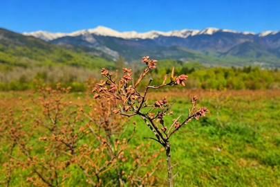 Bursa'nın yaban mersini Avrupa yolunda: Rekolte 4 bin tonu bulacak