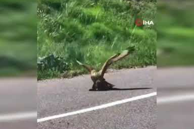 Yaban hayatında nefes kesen mücadele: Yılanı böyle yakaladı