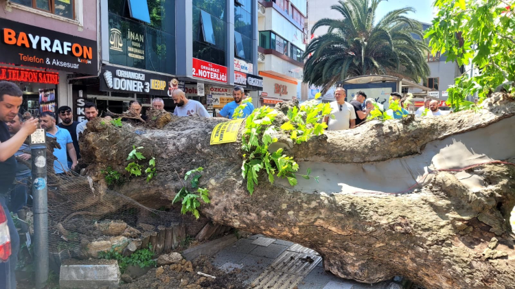 Bursa'da korku dolu dakikalar: Tarihi çınar birden devrildi! - Bursa Hayat - 3