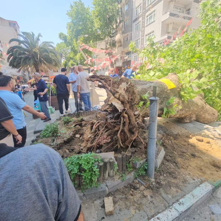 Bursa'da korku dolu dakikalar: Tarihi çınar birden devrildi! - Bursa Hayat - 2