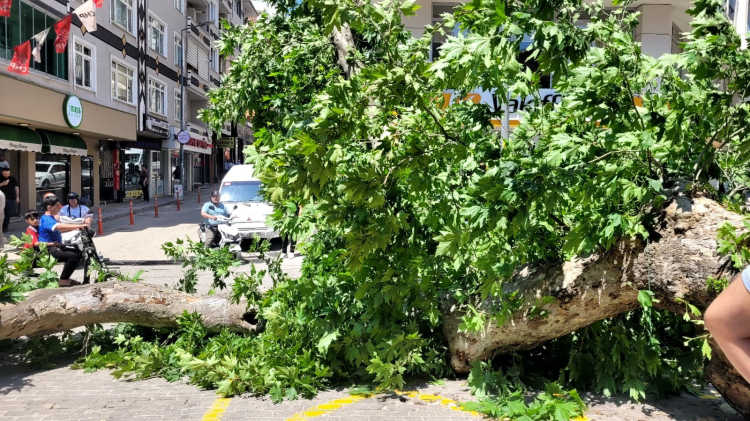 Bursa'da korku dolu dakikalar: Tarihi çınar birden devrildi! - Bursa Hayat - 4