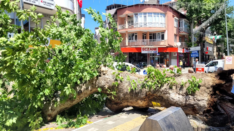 Bursa'da korku dolu dakikalar: Tarihi çınar birden devrildi! - Bursa Hayat - 5