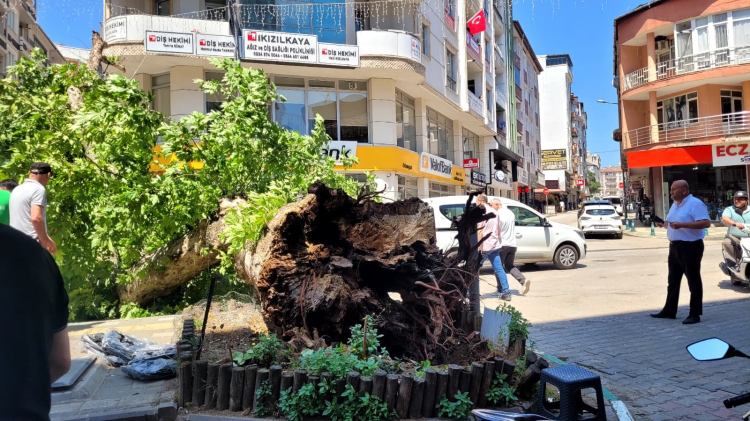 Bursa'da korku dolu dakikalar: Tarihi çınar birden devrildi! - Bursa Hayat - 6