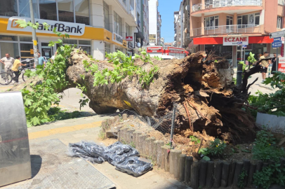 Bursa'da korku dolu dakikalar: Tarihi çınar birden devrildi!