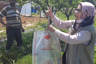 Bursa Orhaneli’de hasat öncesi gıda güvenliği mesaisi
