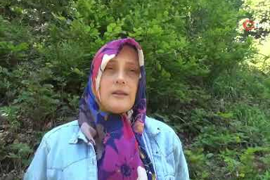 Şifalı kaldirik otu toplanmaya başlandı