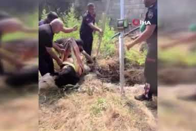 4 metrelik kuyuya düşen buzağı kurtarıldı