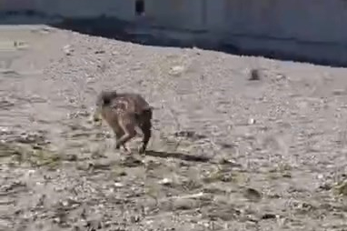 Bursa'da aç kalan yaban domuzu sahile indi!