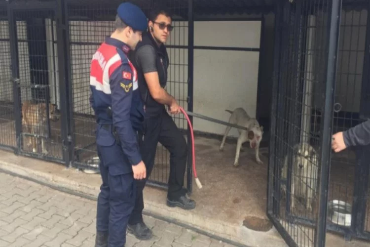 Barınaktan yasaklı hayvan çaldılar yakalandılar