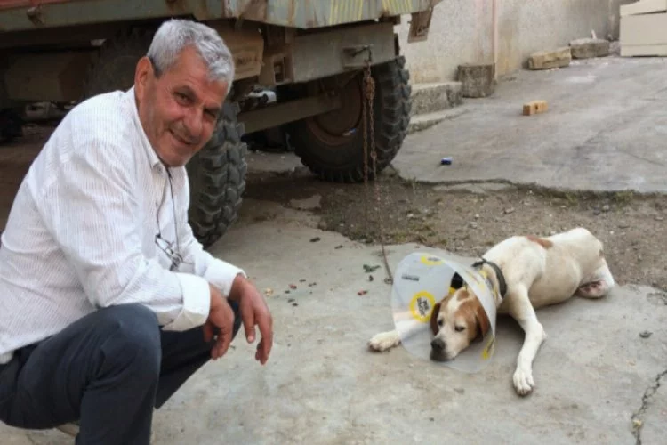 Bursa'da kansere yakalanan köpek...