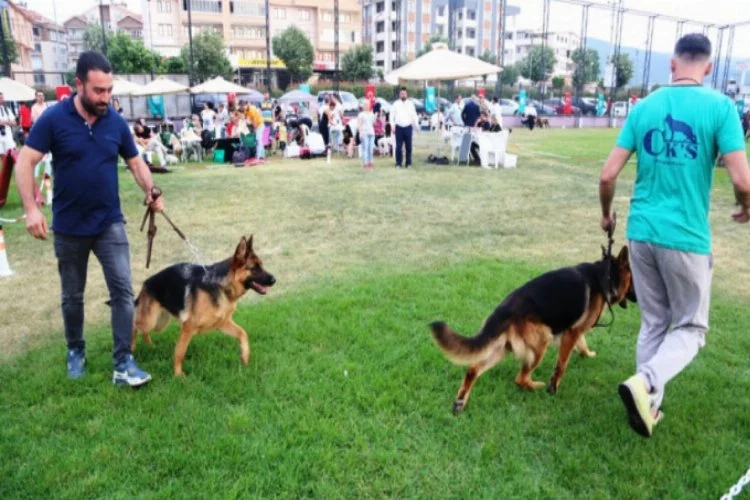 Bursa'da köpek ırkları yarışması