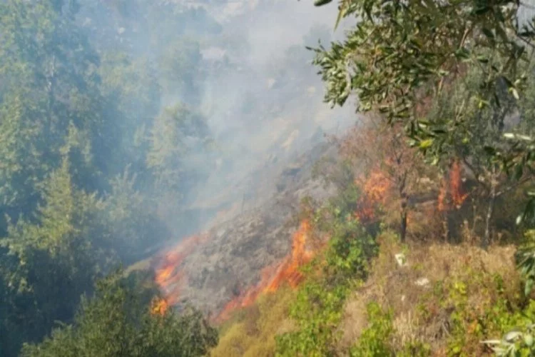 Marmara Adası'nda korkutan yangın! Bilanço açıklandı