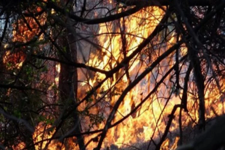 Bir orman yangını daha... Havadan ve karadan müdahale ediliyor