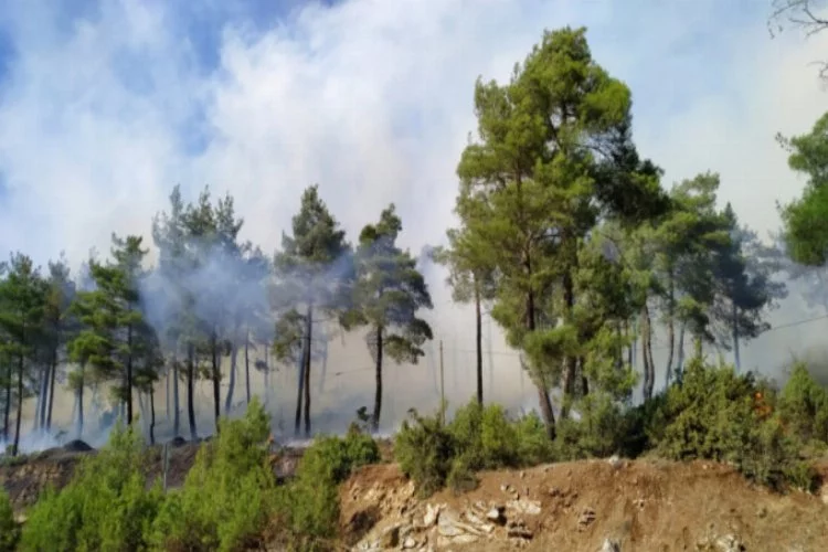 Bursa'da orman yangını! Ekipler müdahale ediyor