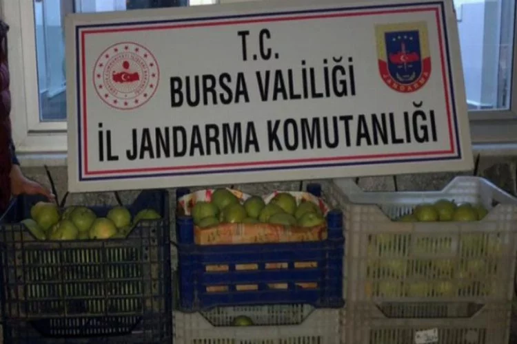 Bursa'da iki hırsız yakalandı