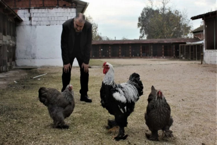 Bursa'da tavuklar yemeklik değil seyirlik yetişiyor