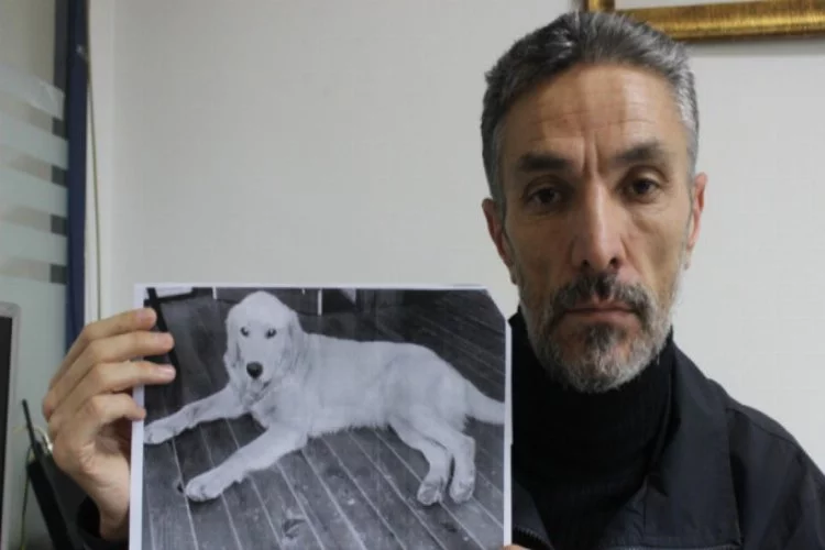 Bursa'da tedavisini yarım bıraktı! Kaybolan köpeğini bakın nerede buldu?