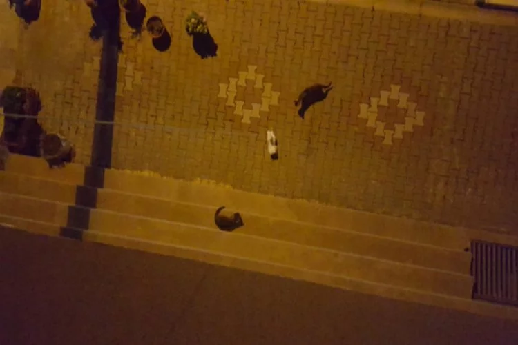 Bursa'da sokak kedileri ne yapacağını şaşırdı!