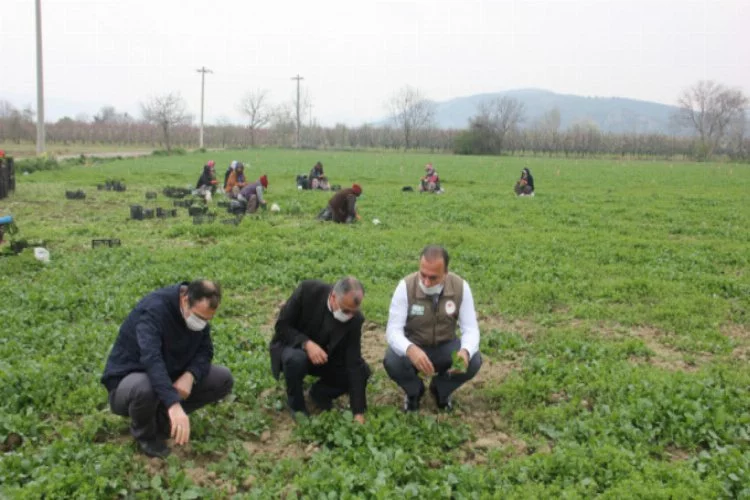 Bursa'da tarımsal üretim devam ediyor