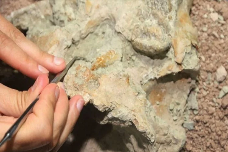 66 milyon yıl öncesine ait! 'Çılgın yaratık' fosili bulundu