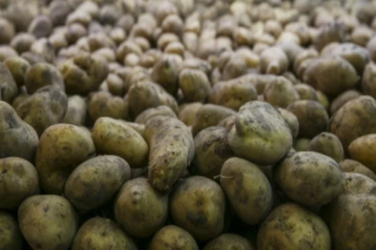 Patates üreticilerine müjde! 50 bin ton ihracata izin