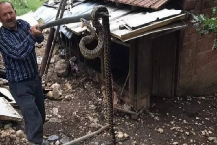 Bursa'da kümesten 2,5 metrelik yılan çıktı