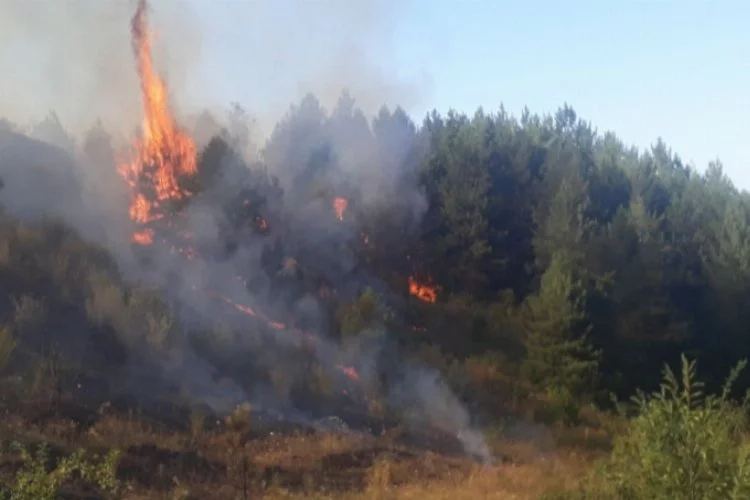 Kastamonu'daki orman yangını 6 saatte söndürüldü!
