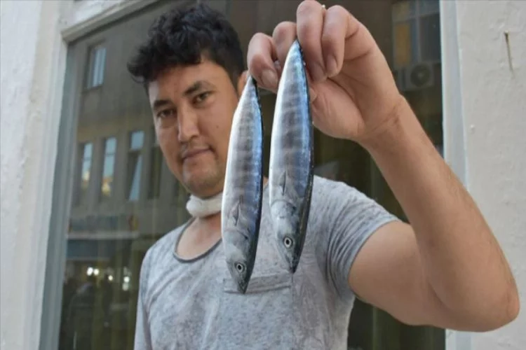 Karadeniz'de oltalara takılan palamutlar balıkçıları umutlandırdı